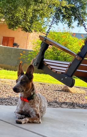 Lost Dog in Maricopa