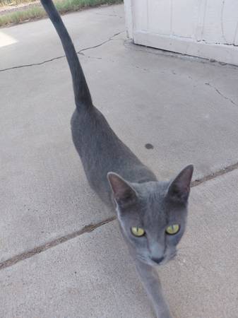 Found Cat in Glendale