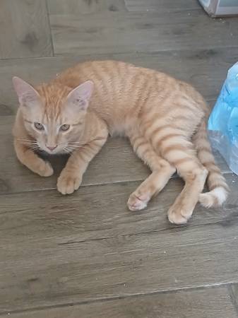 Lost cat