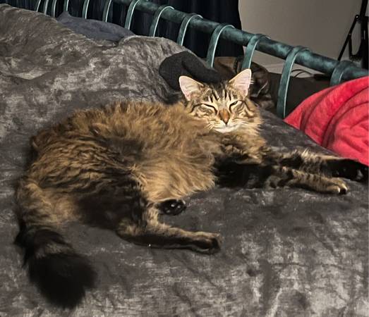 Lost Cat in Sun City