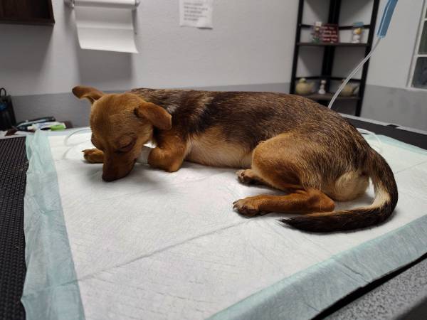Lost Dog in Phoenix