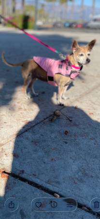 Lost dog