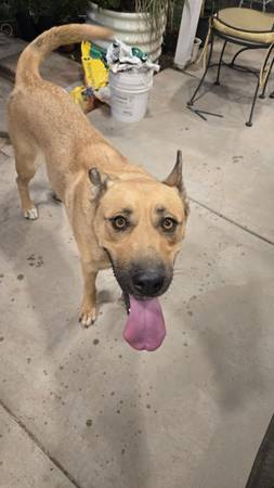 Found Dog in Eloy