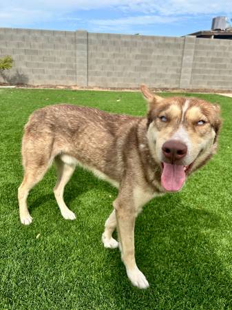 Found dog