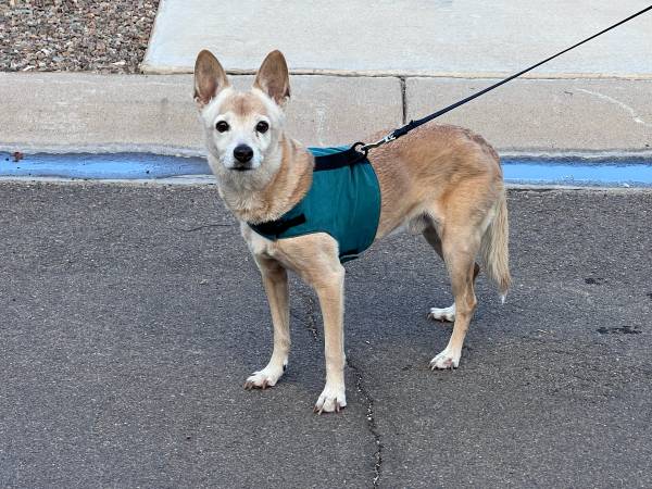 Found Dog in Gilbert