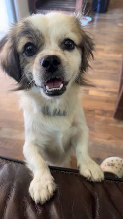 Found Dog in Tolleson