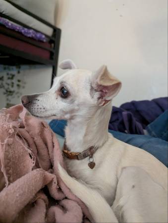 Found dog