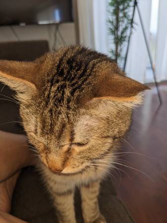 Lost Cat in Phoenix