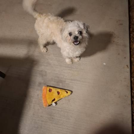 Found dog