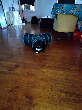 Lost Cat in Coraopolis