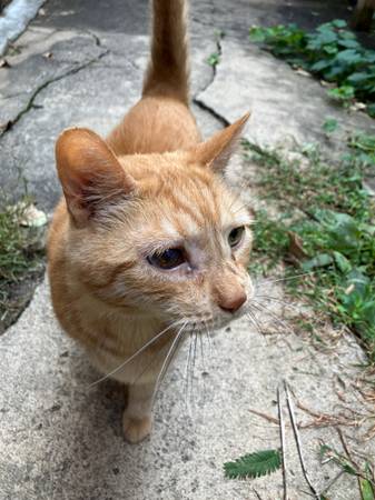 Found Cat in Pittsburgh