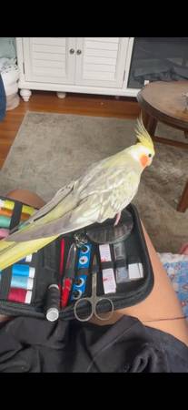 Lost Bird in Millville