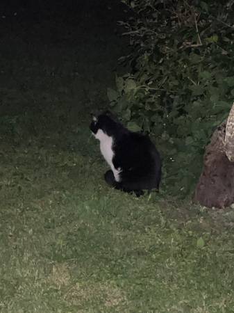 Found Cat in Plattsburgh