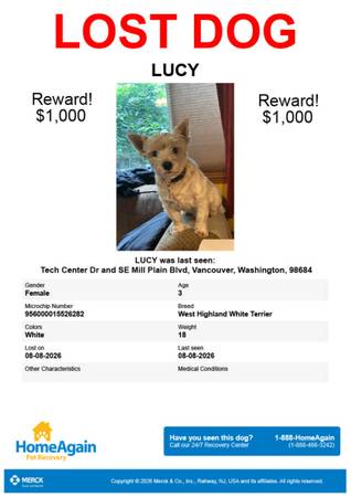 Lost Dog in Vancouver