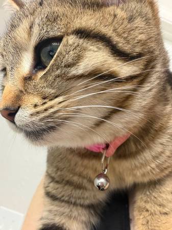 Lost Cat in Gresham