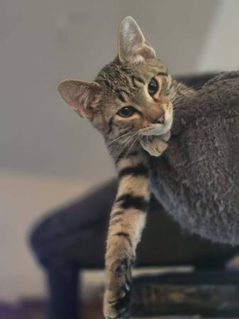 Found Cat in Vader