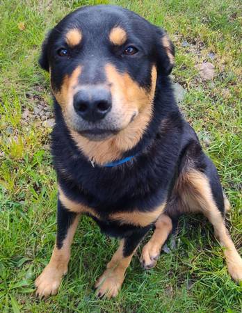 Lost Dog in Battle Ground