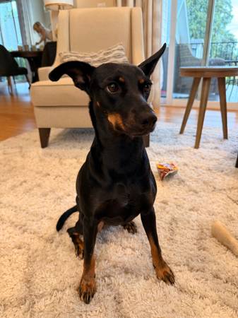 Lost Dog in Ridgefield