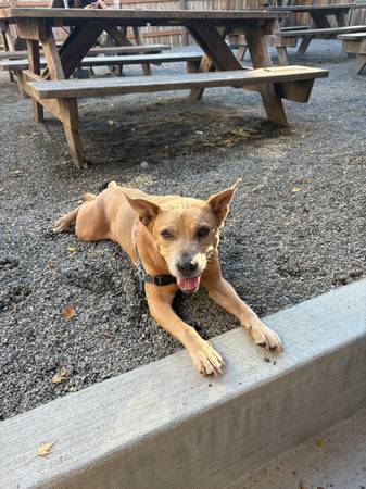 Lost dog