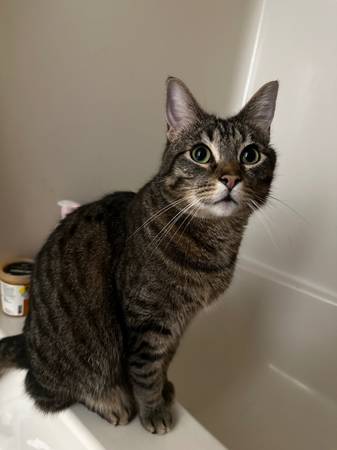 Lost cat