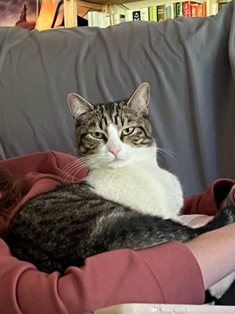 Lost Cat in Milwaukie