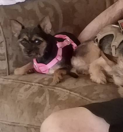 Lost Dog in McMinnville