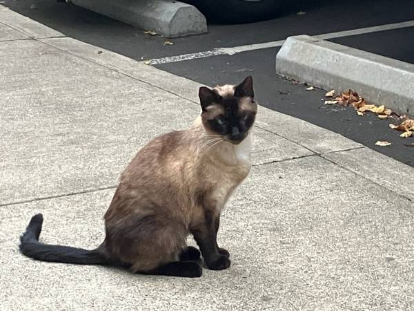 Found Cat in Boring