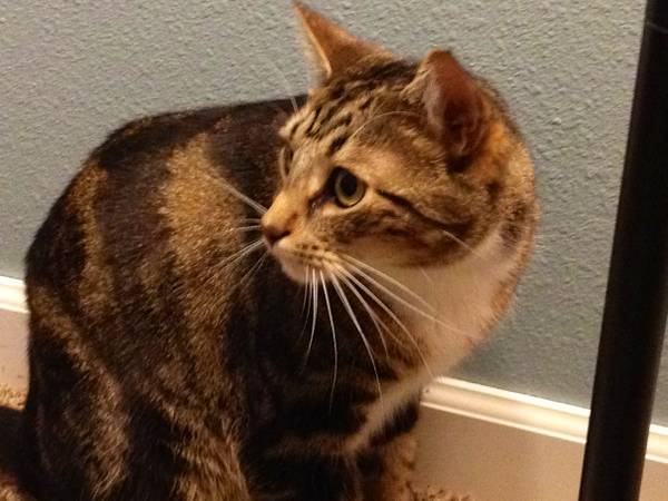 Lost cat