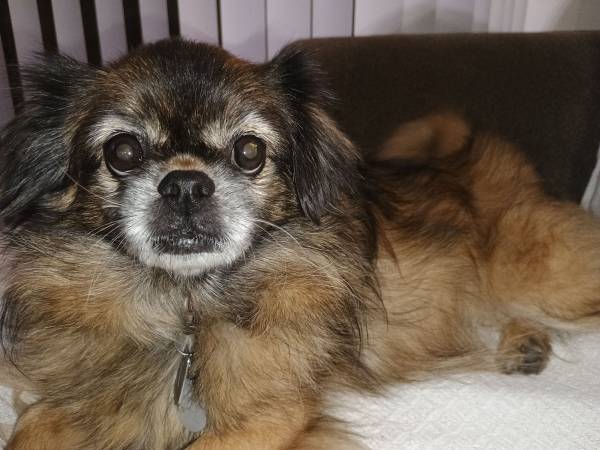 Lost dog