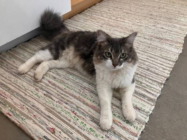 Lost cat