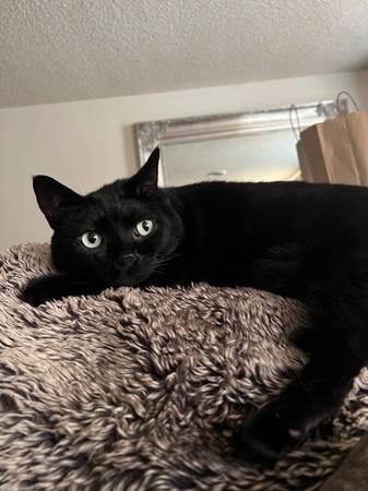 Lost cat