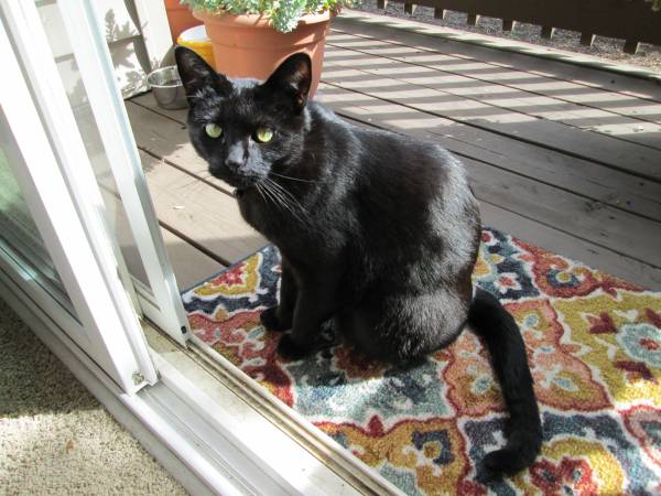 Lost cat
