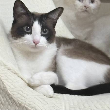 Lost cat