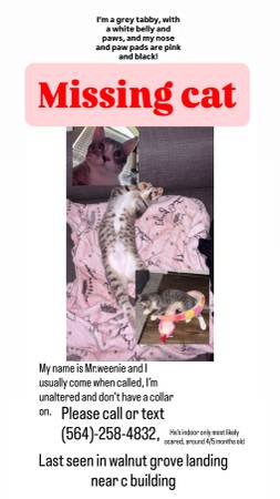 Lost Cat in Vancouver