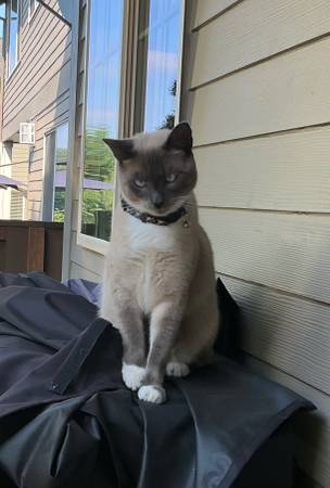 Lost cat