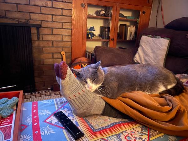 Lost cat