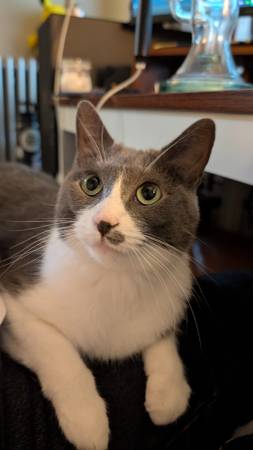 Lost cat