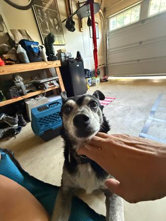 Found Dog in Hillsboro