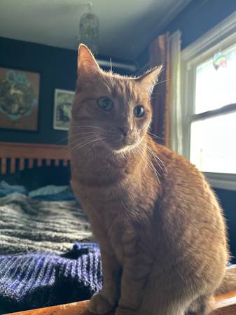 Lost cat