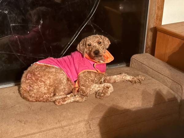 Lost Dog in Vancouver