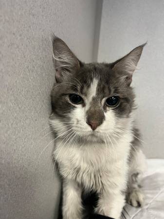 Found cat