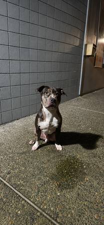Lost dog