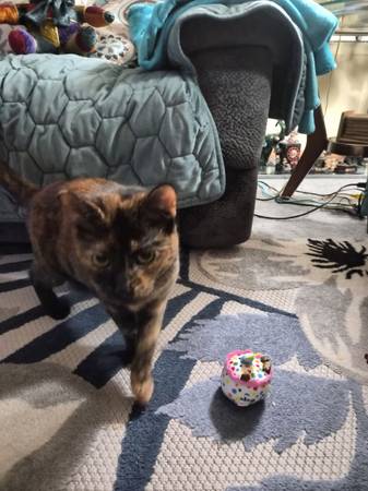 Lost cat
