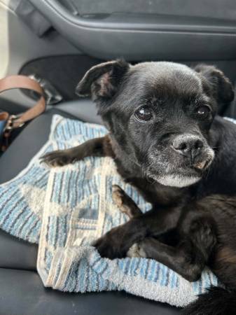 Found Dog in West Linn
