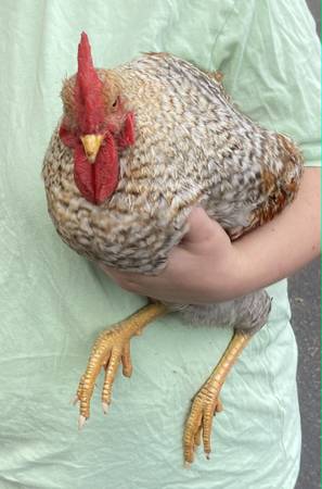 Found bird