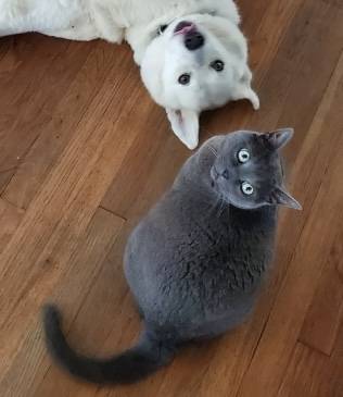 Lost cat