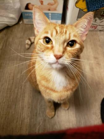 Lost cat