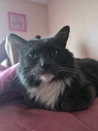 Lost Cat in Vancouver