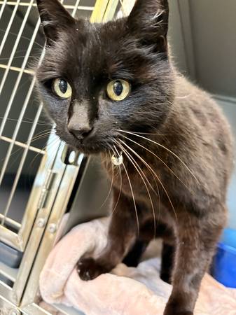 Lost cat