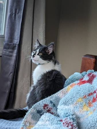 Lost cat